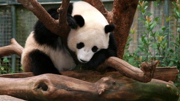 Hotels Near San Go Zoo Sheraton Hotel Marina Sheraton San Go Hotel Marina Zoo